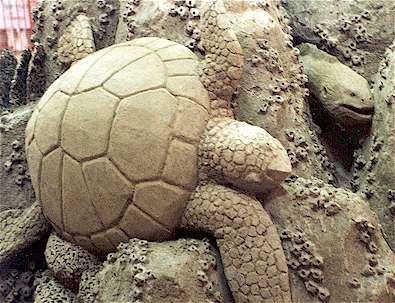 SeaTurtle.jpg (31670 bytes)